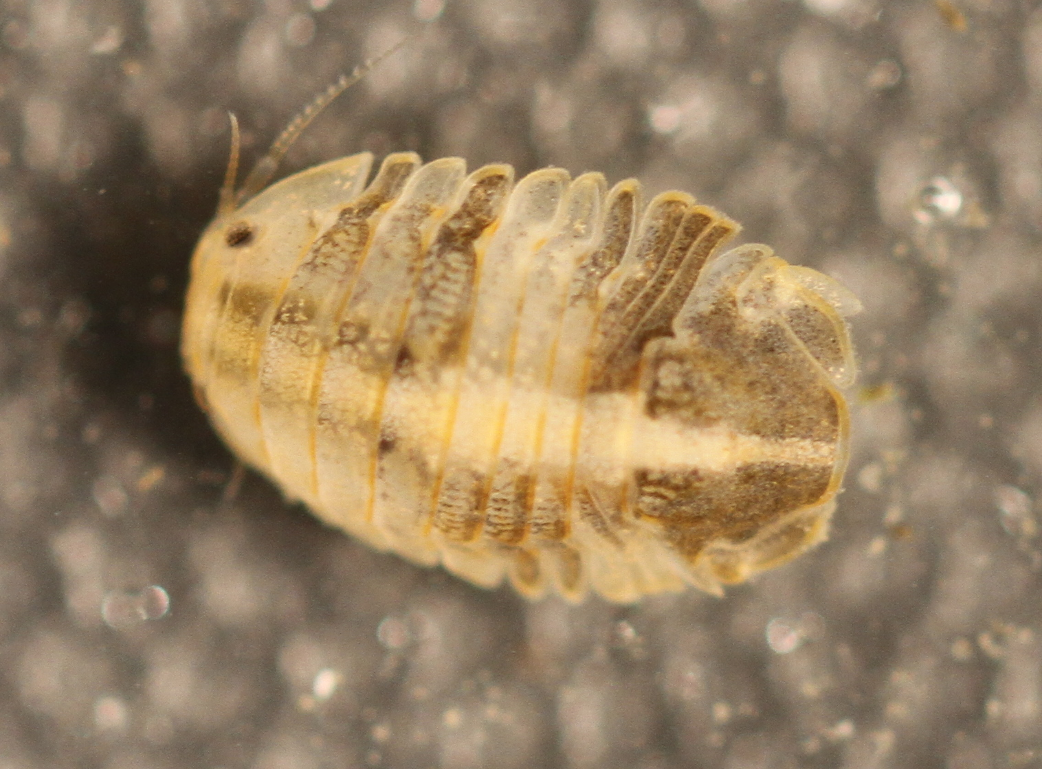 Image of Gnorimosphaeroma rayi
